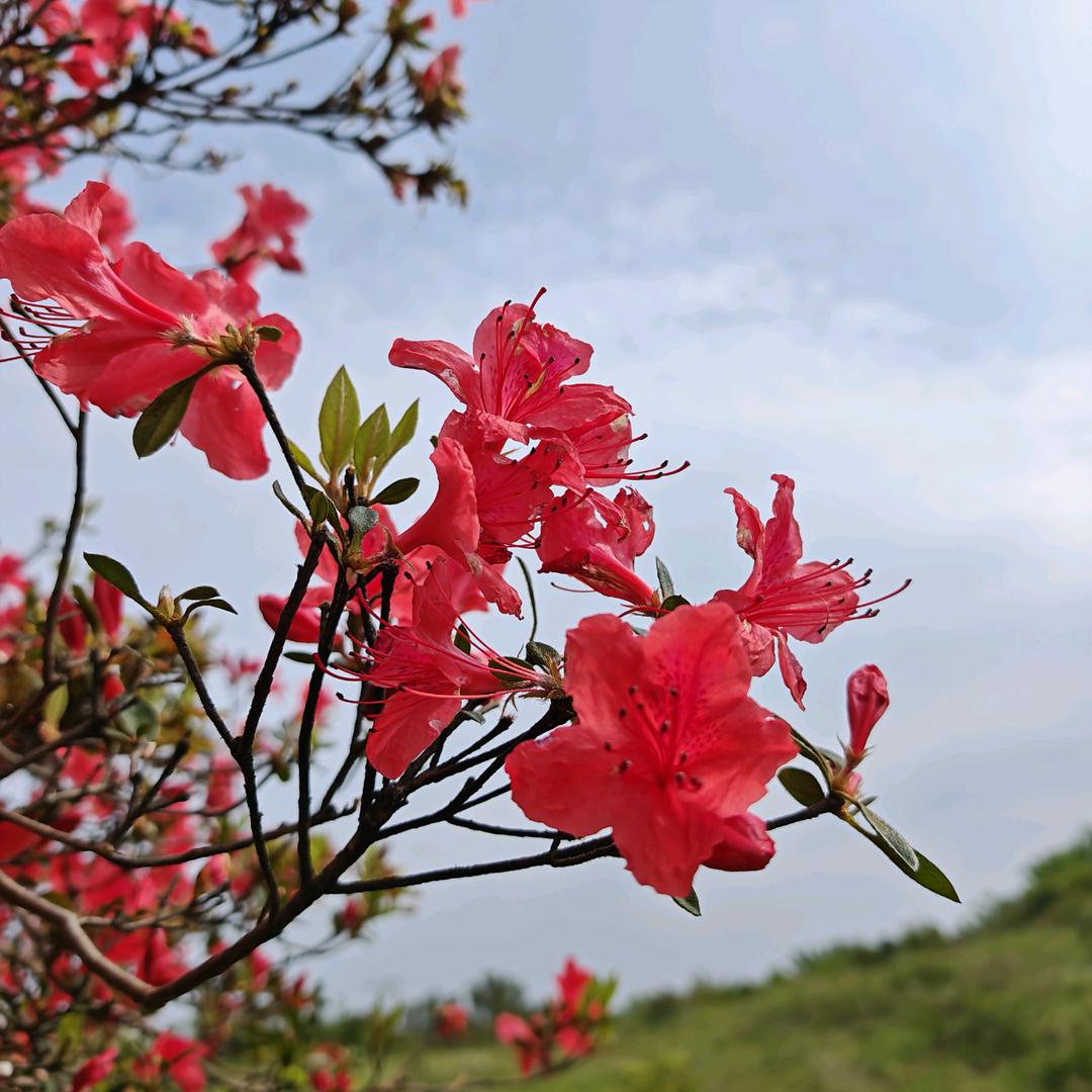 春暖花开1689999(重庆幺妹)