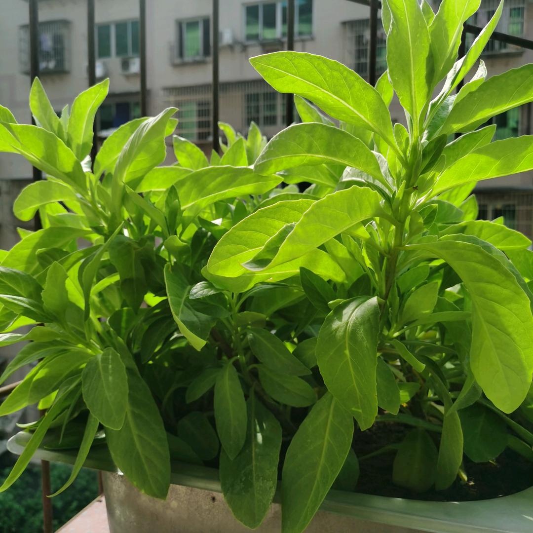 仙草好物分享