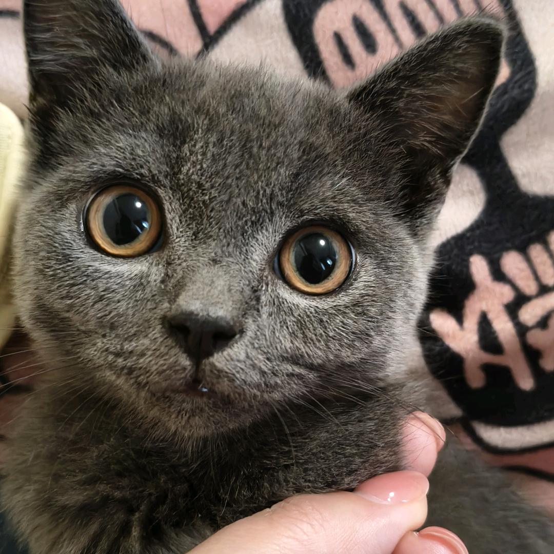 猪油糕是只猫