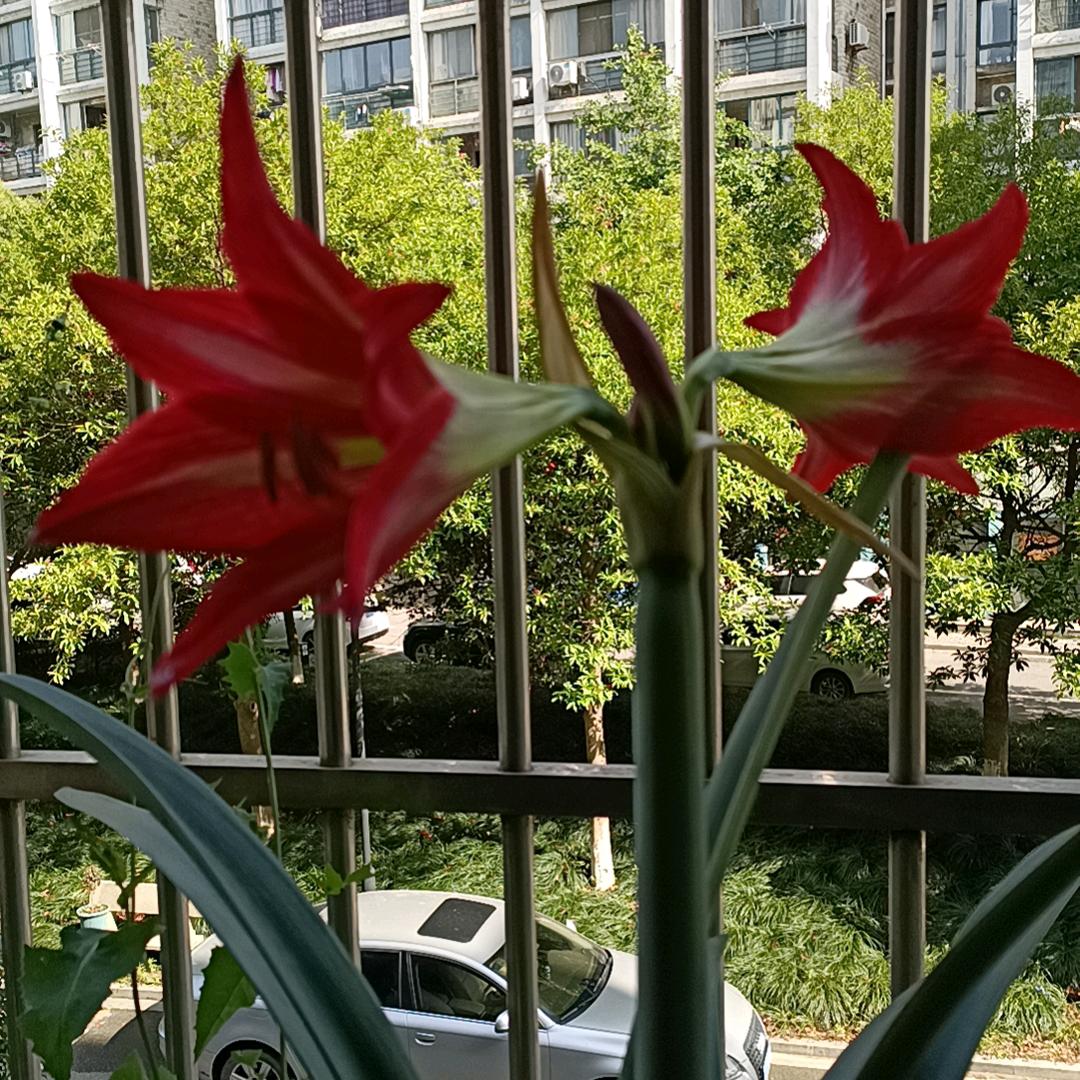 丽萍❤🌹
