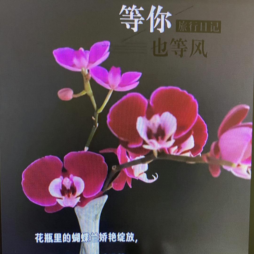 蝶兰清香