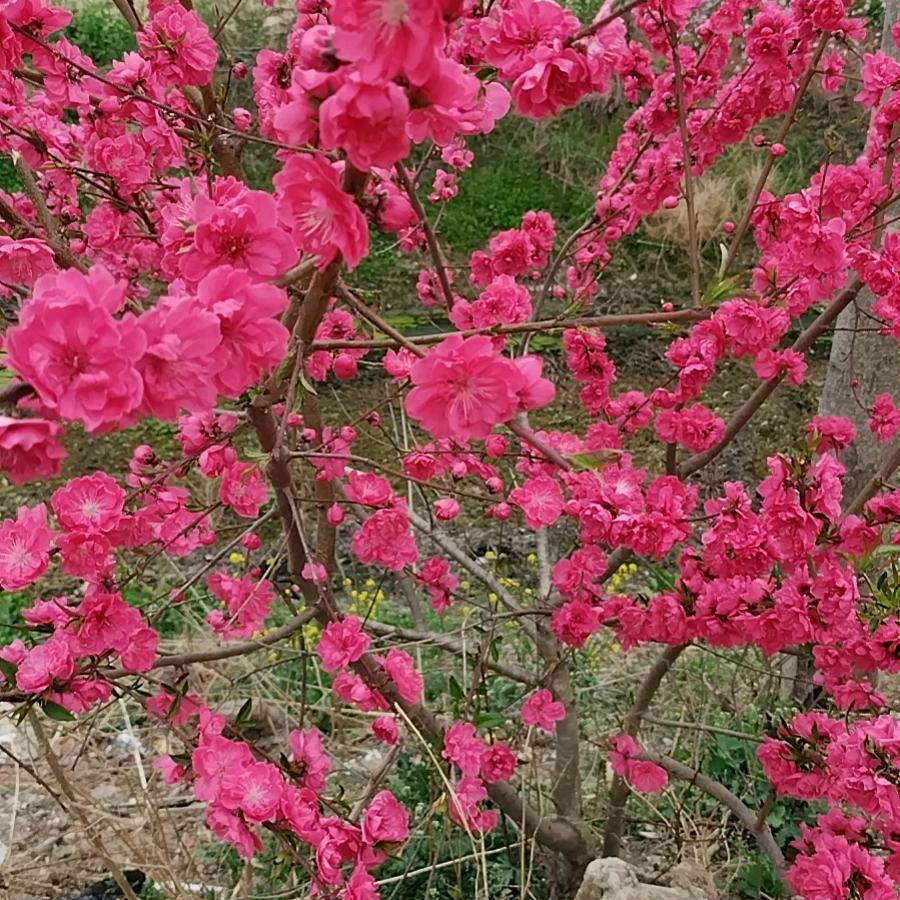 雨过天芹