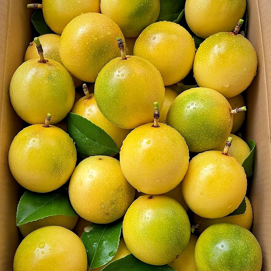 芳姐（农产品溯源）