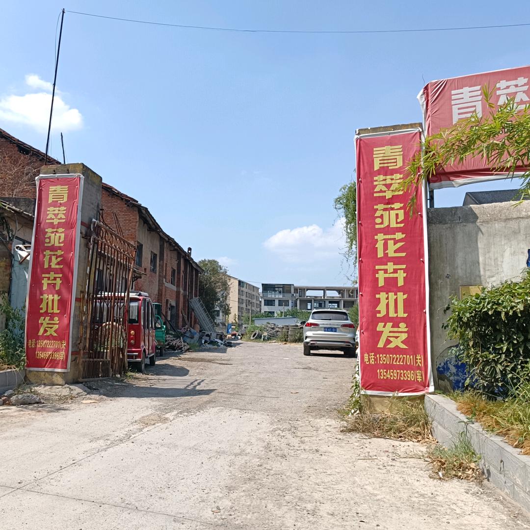 潜江青翠苑绿植花卉果树苗木批发