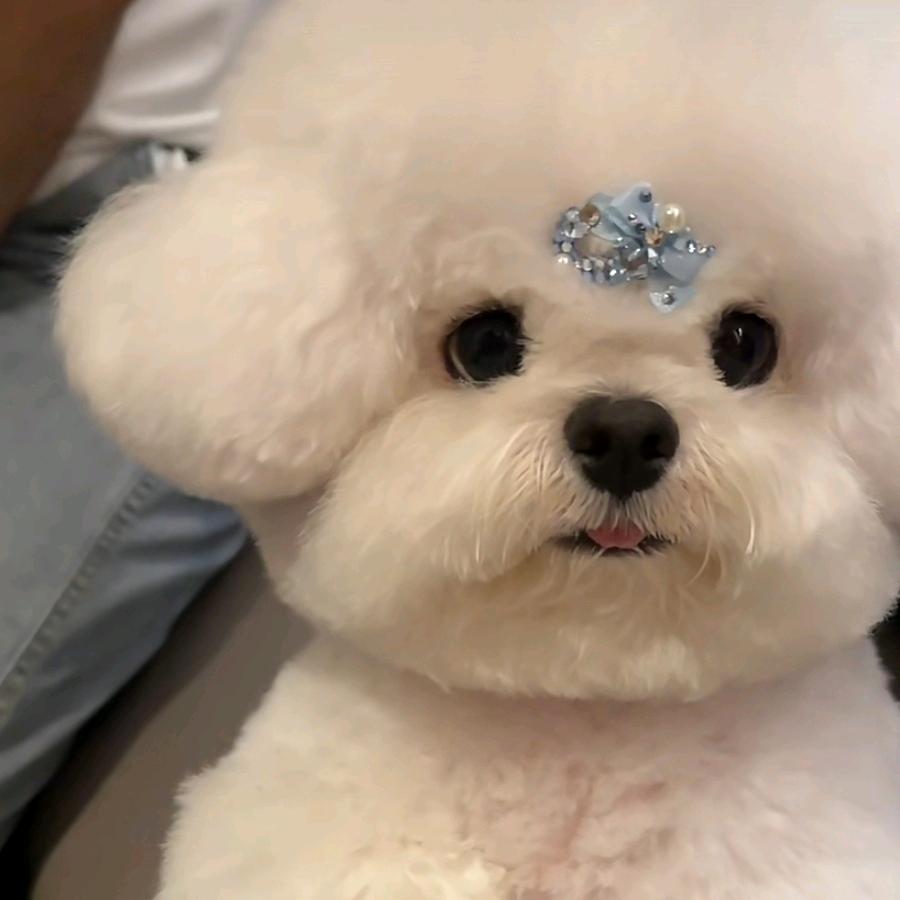 哈勾小皮修