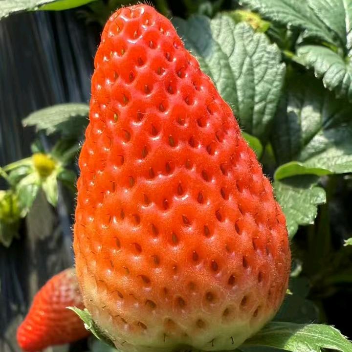刘 大 美