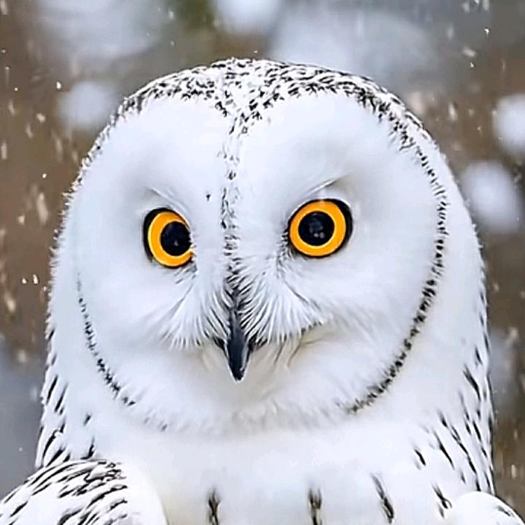 👉🏾夜色👈🏽