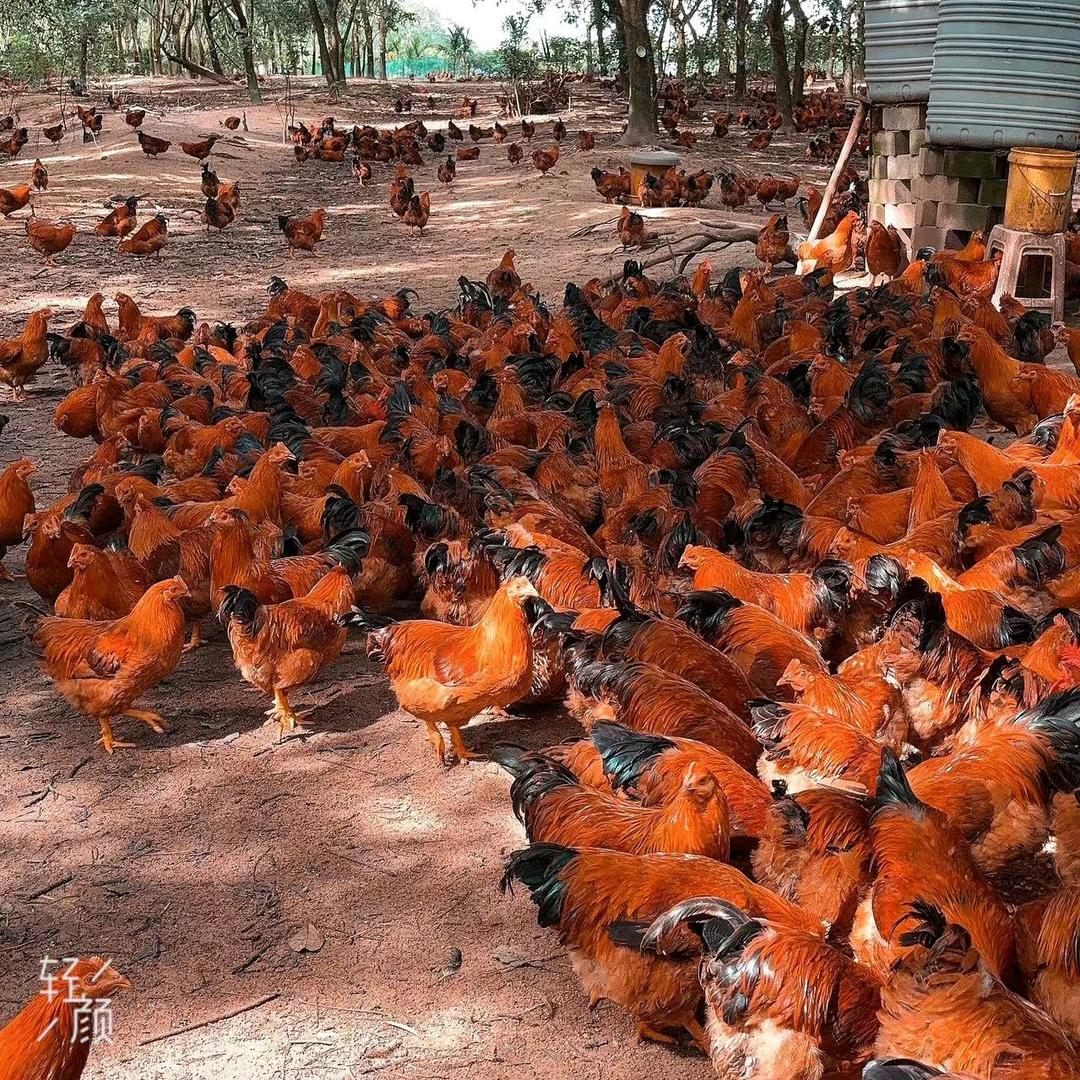 《三亚活禽批发商》阿林