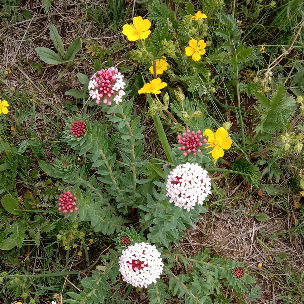 聚腾源稍麦（丁香河畔店）