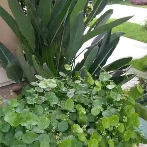 花落无声