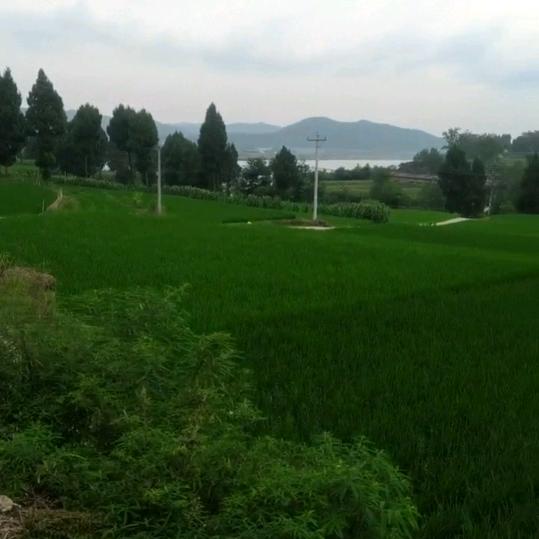 简单幸福