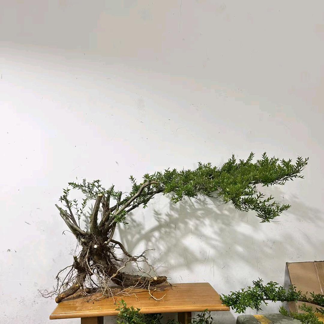 水杨梅部落