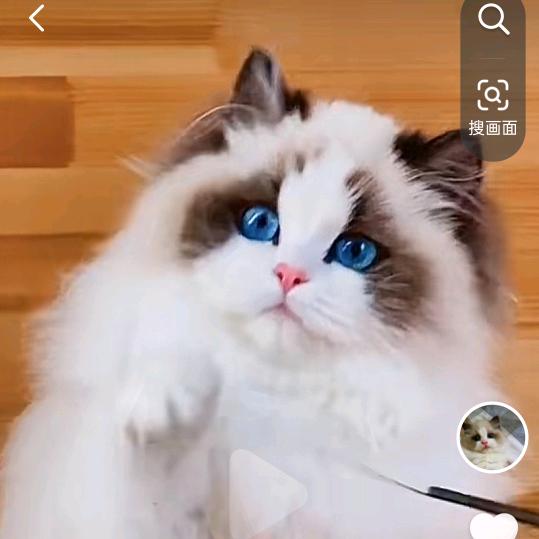 BBface婴儿脸布偶猫