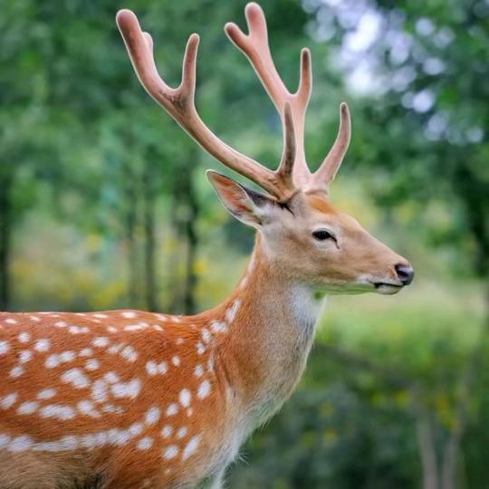 蒋掌柜【一鹿生花】