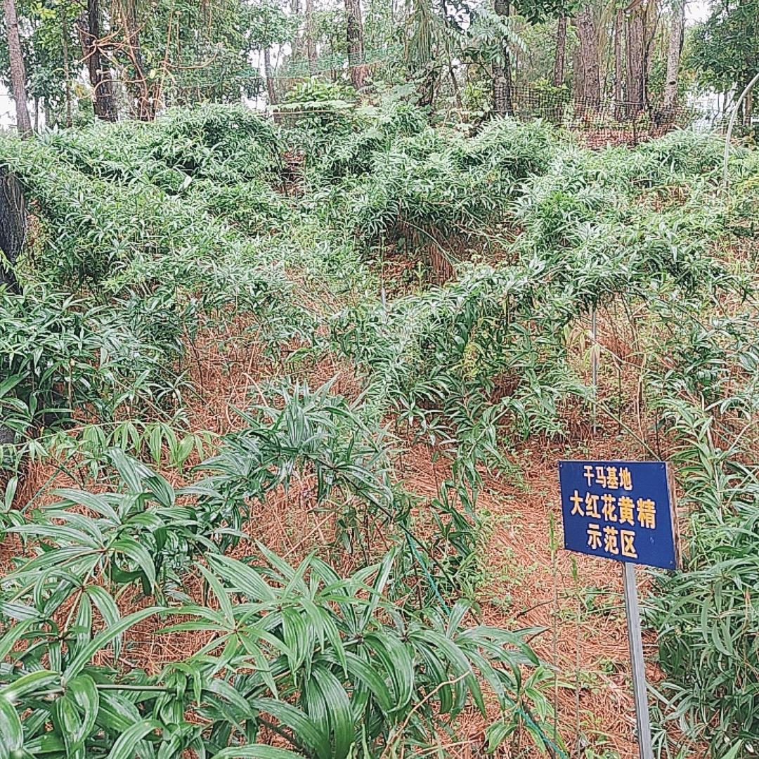 国兰农科农业人