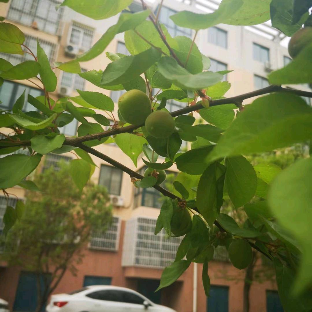 灰灰