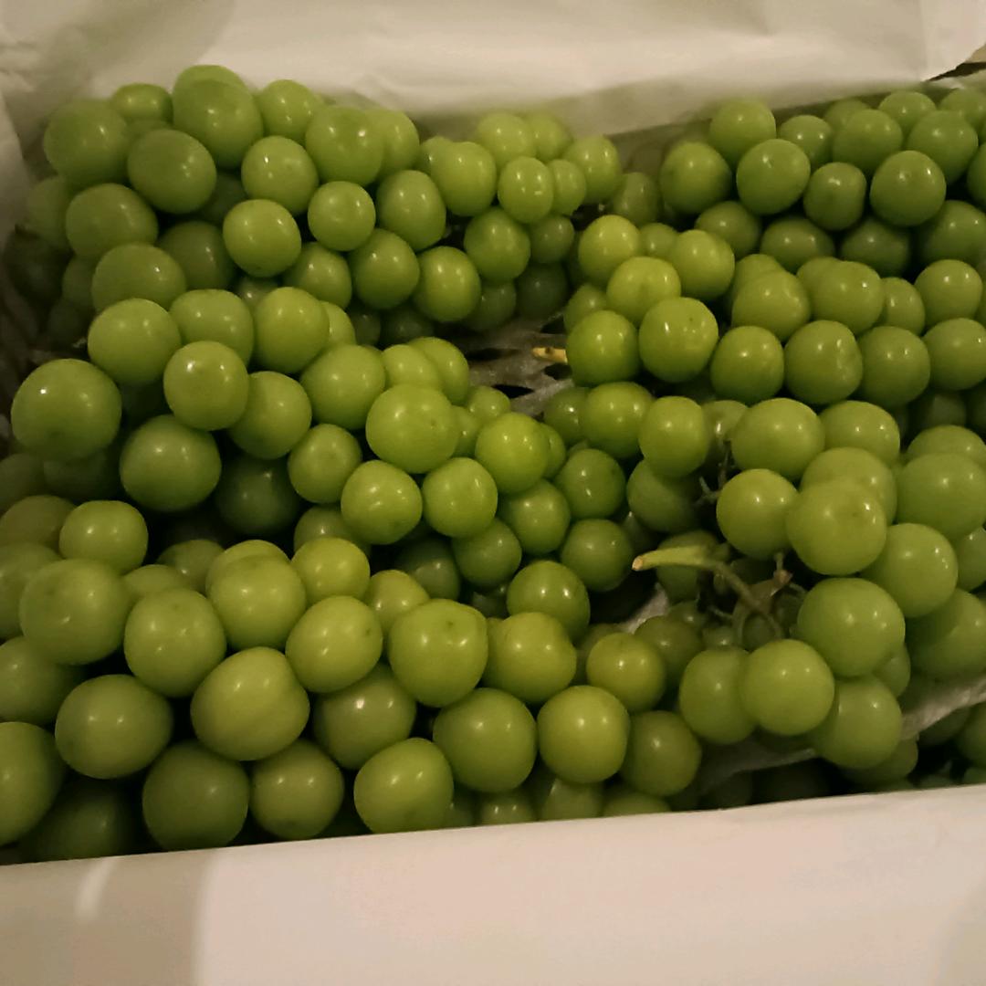 小豹豹