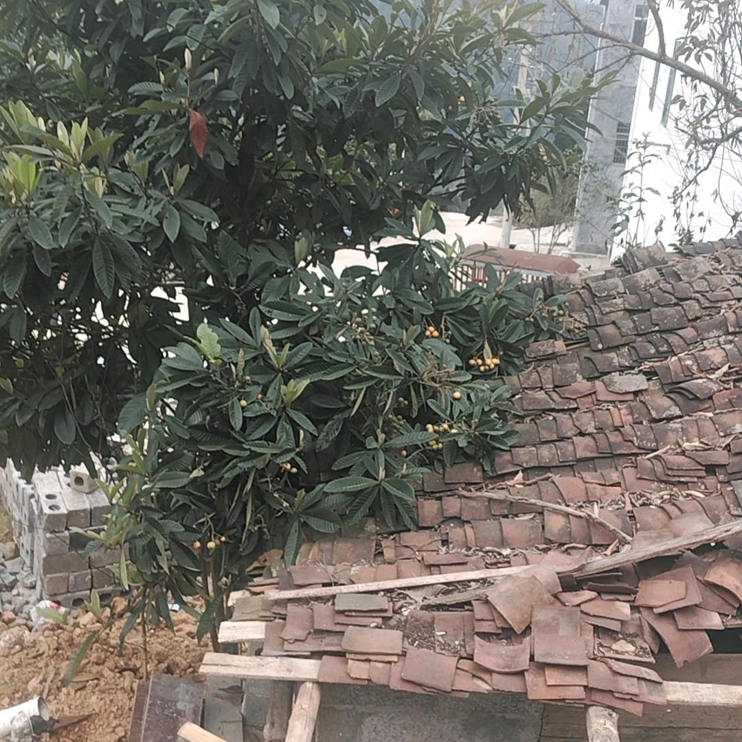 孤赝南飞