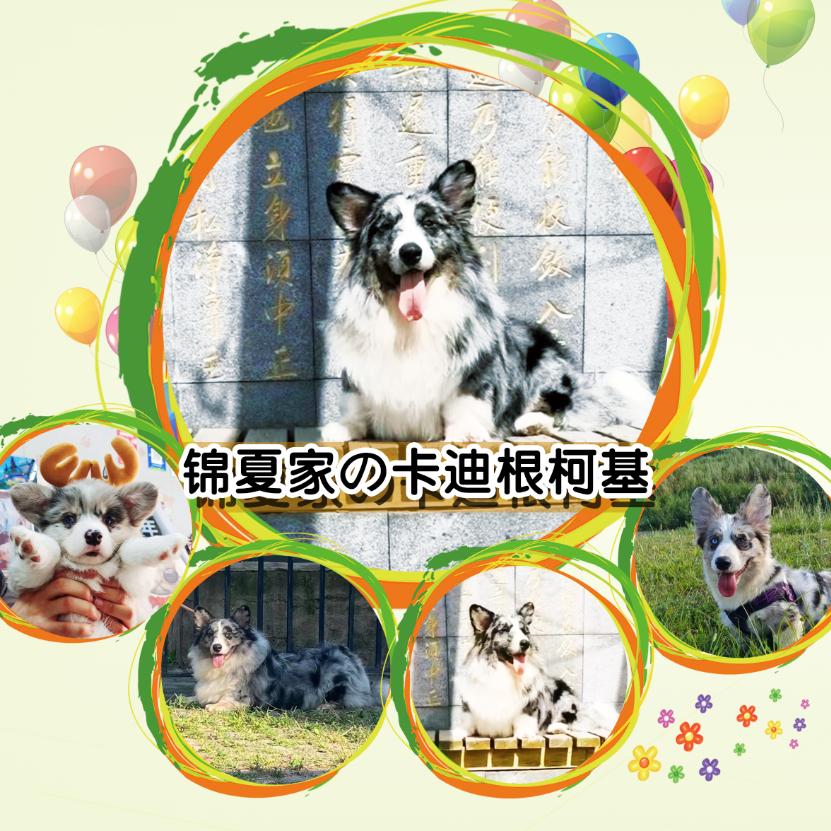 锦夏家卡迪根柯基