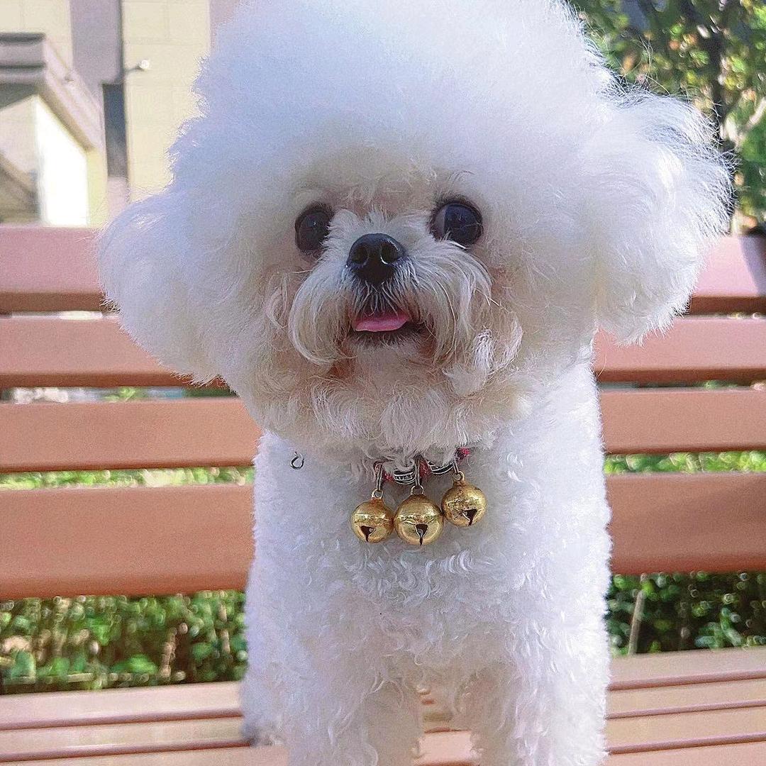 辫儿哥精品比熊泰迪🐻