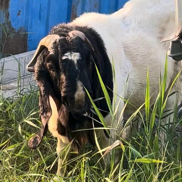 江苏丰县振兴波尔山羊种羊场