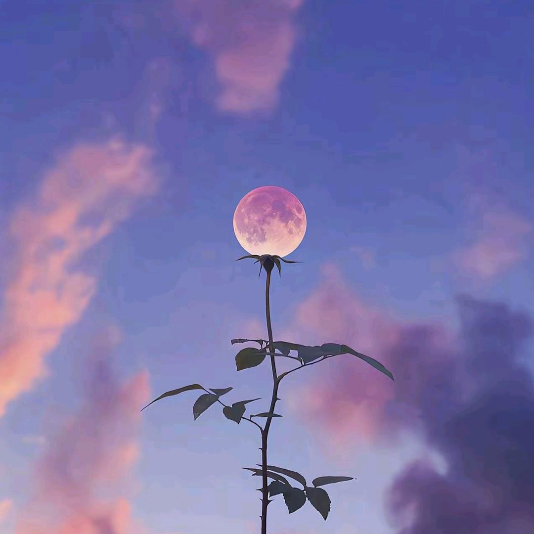 啊珠