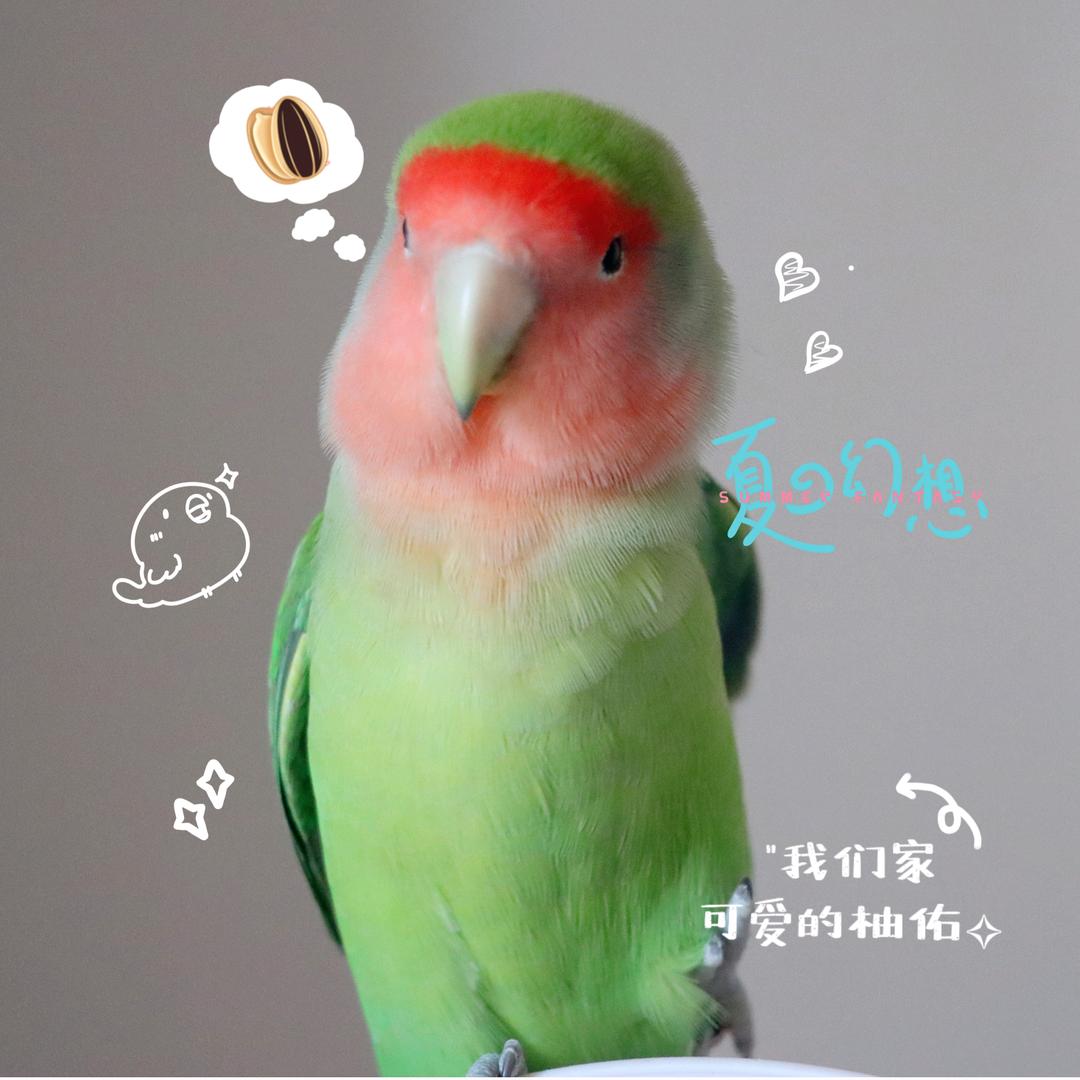 柚佑🐤✨