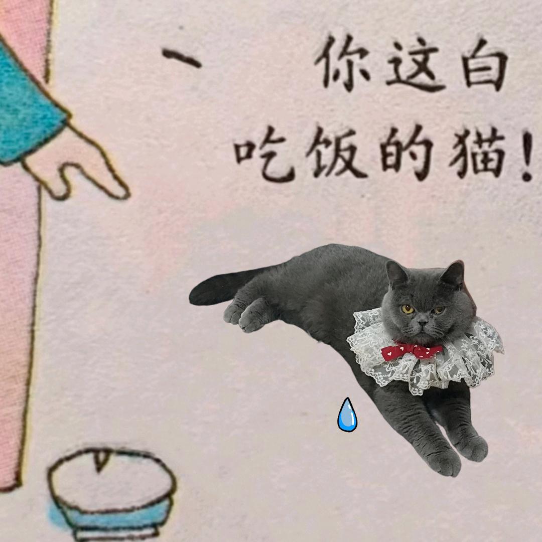 你这白吃饭的猫猫