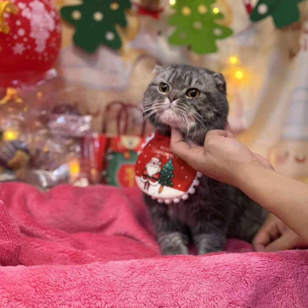 青青草原懒大王～