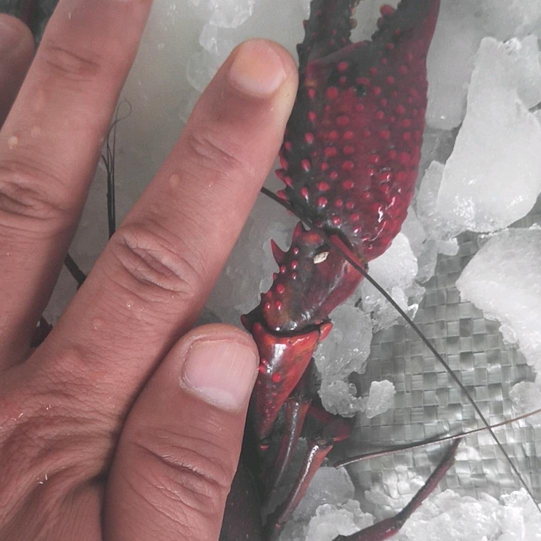 鲜咏光生鲜小时达