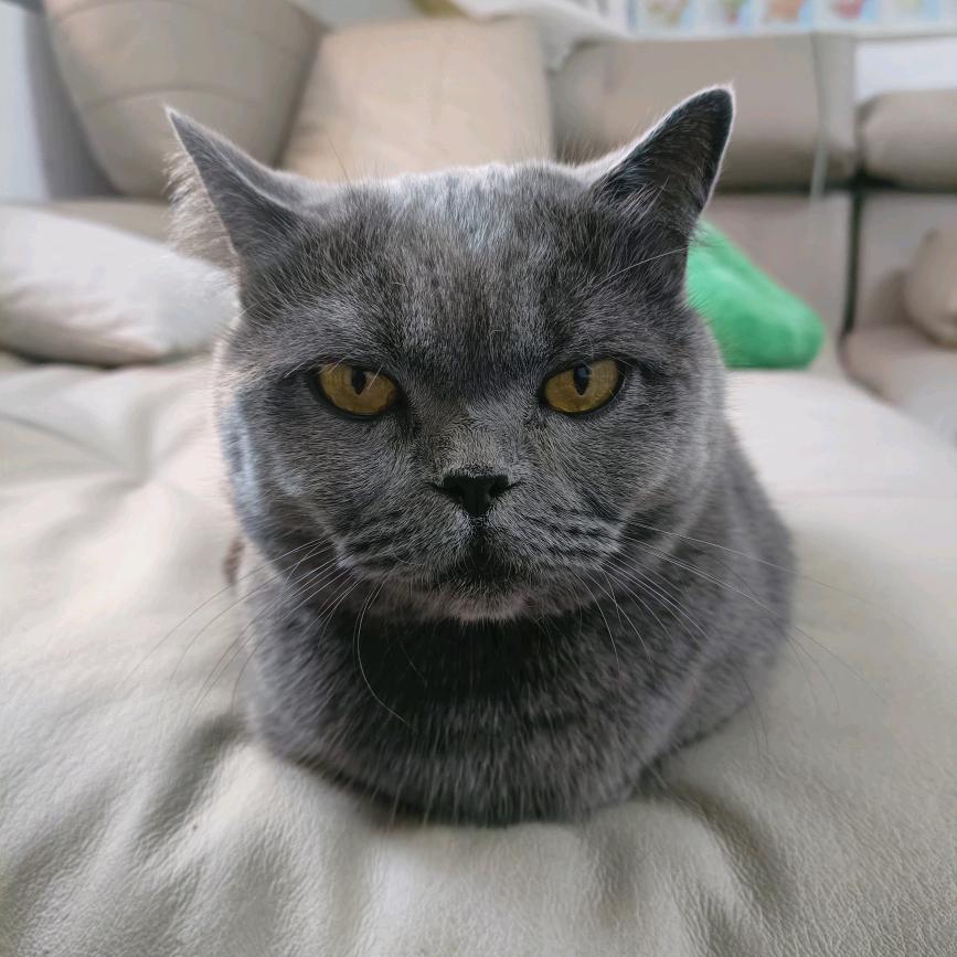 快乐蓝猫
