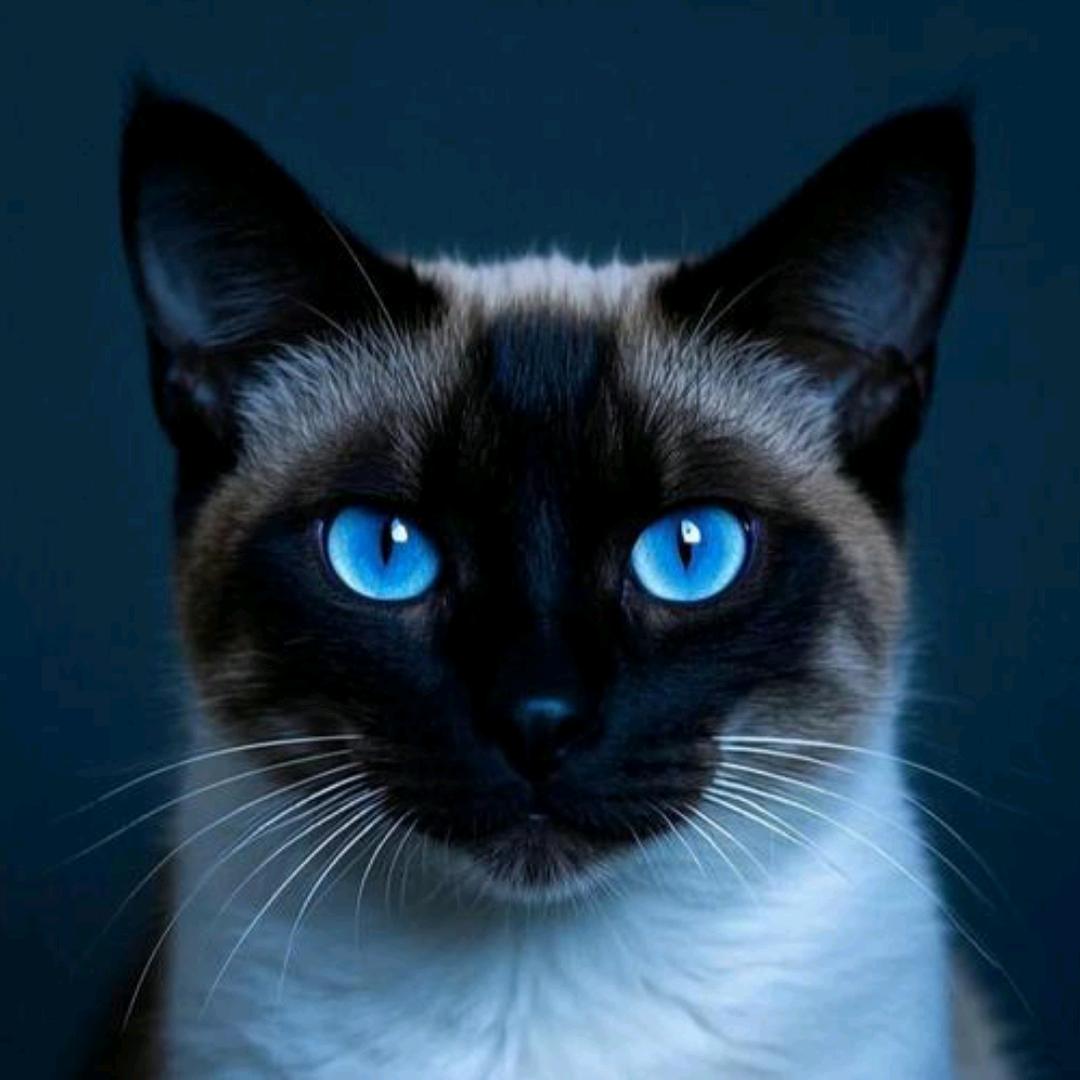 高冷暹罗小猫🐱