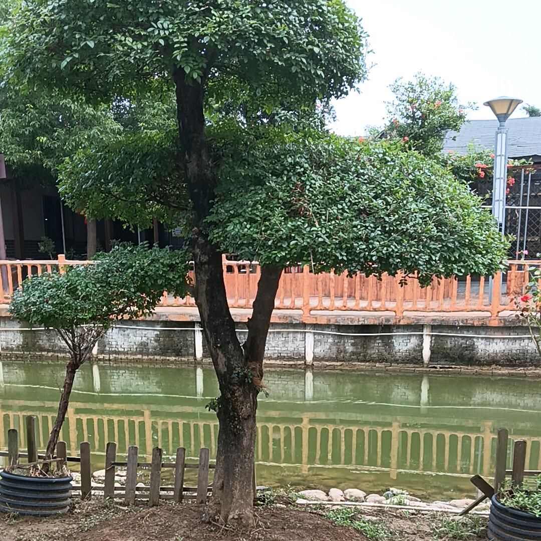 细妹.
