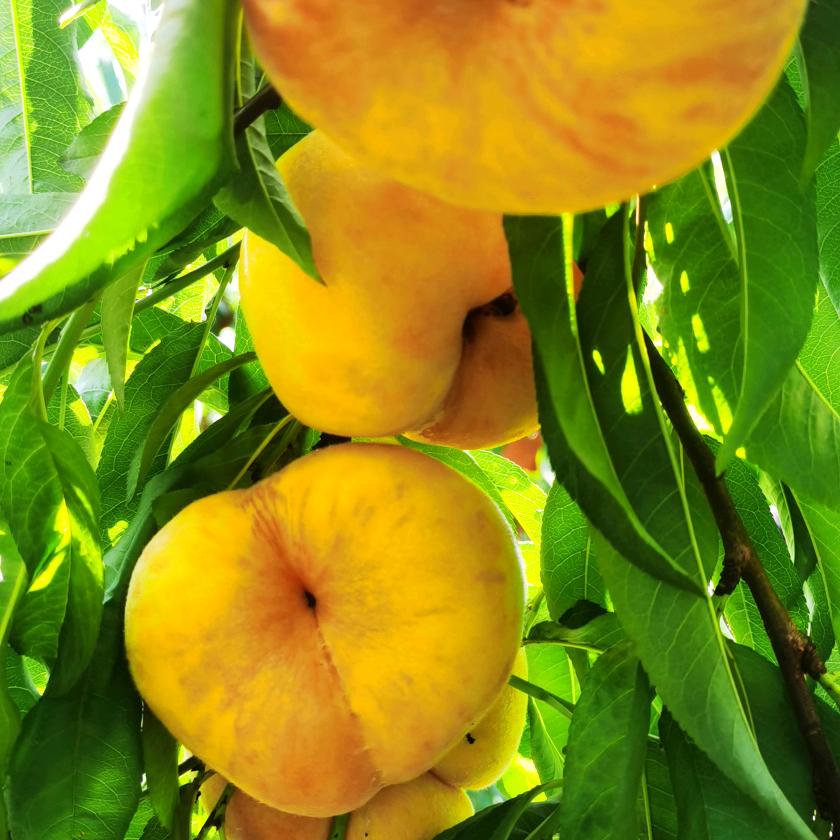 跳马老汤桃子园