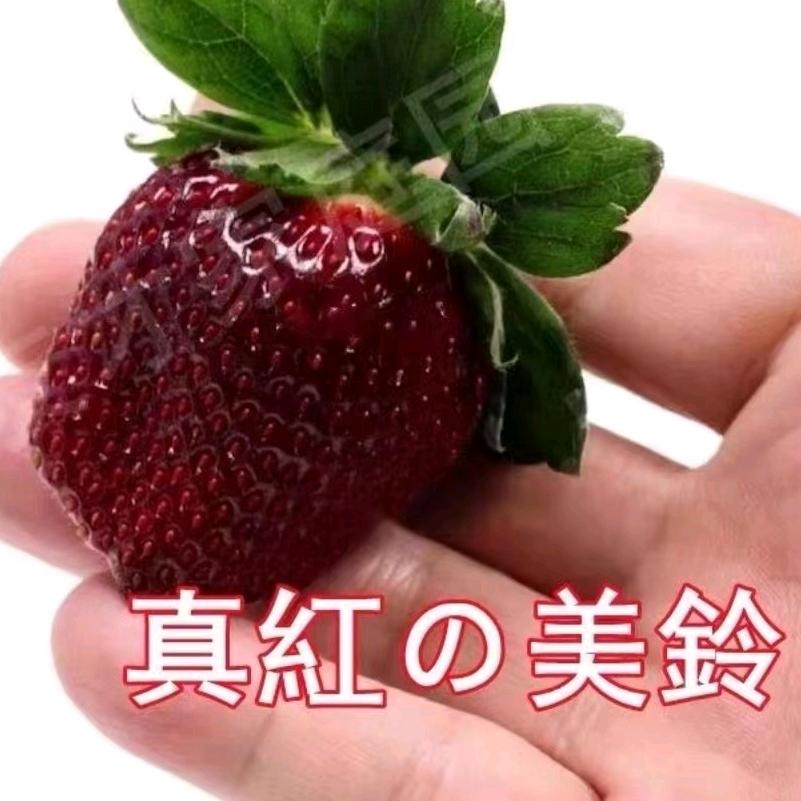 国锋草莓苗繁育基地