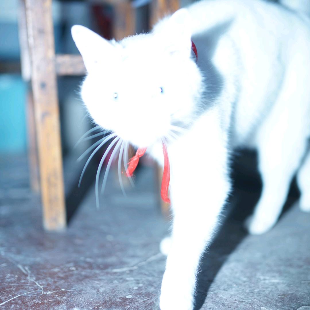木