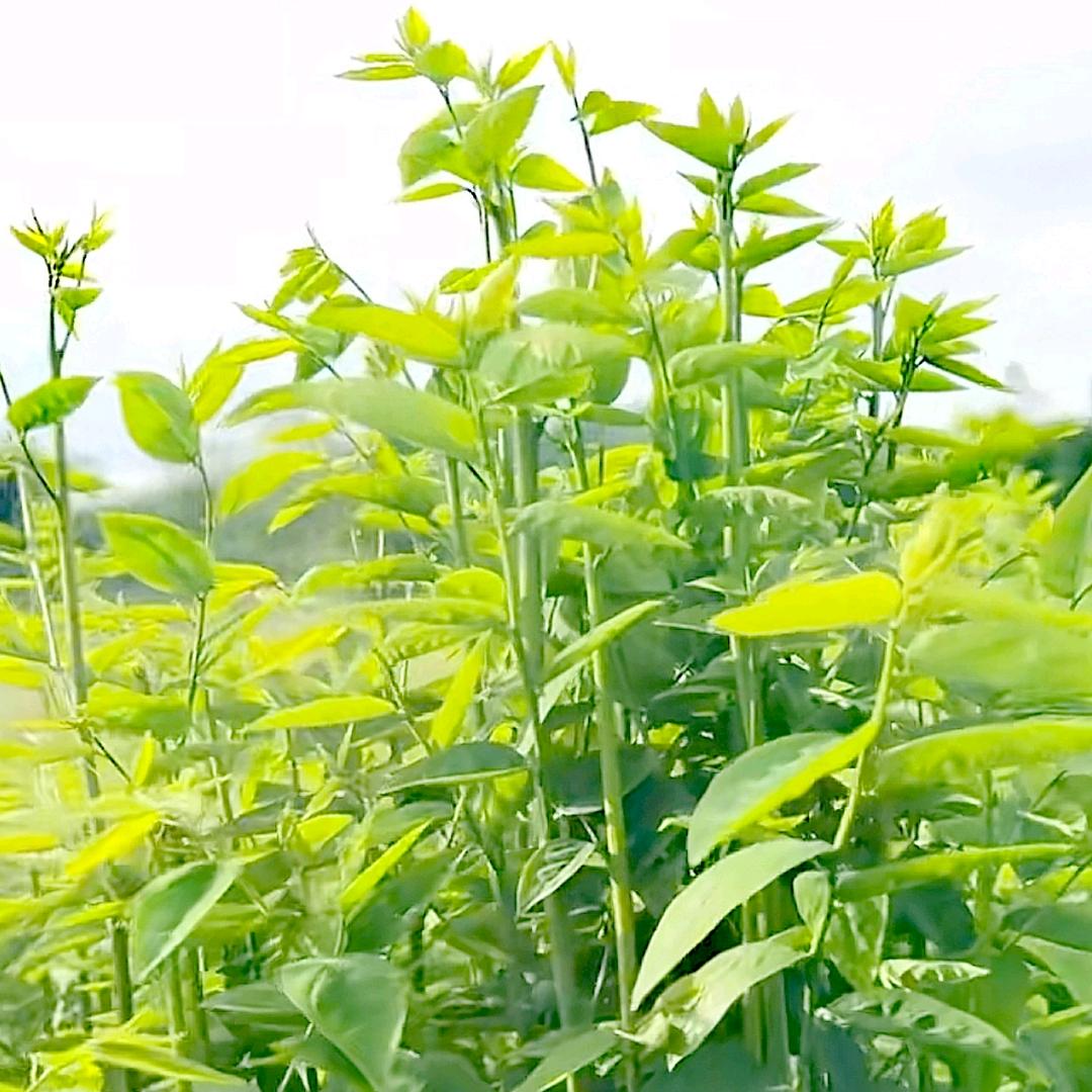 @树仔菜凤江种植基地