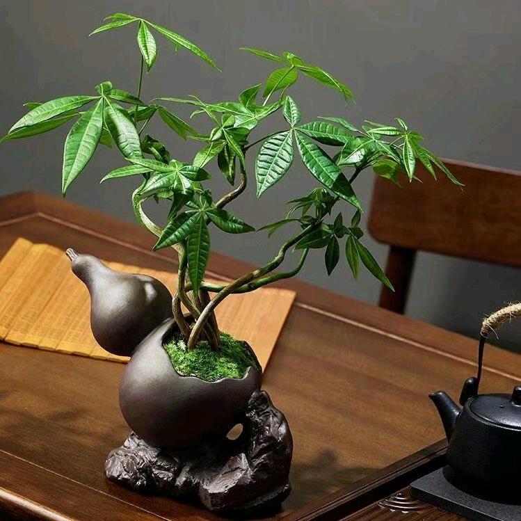 小胖墩