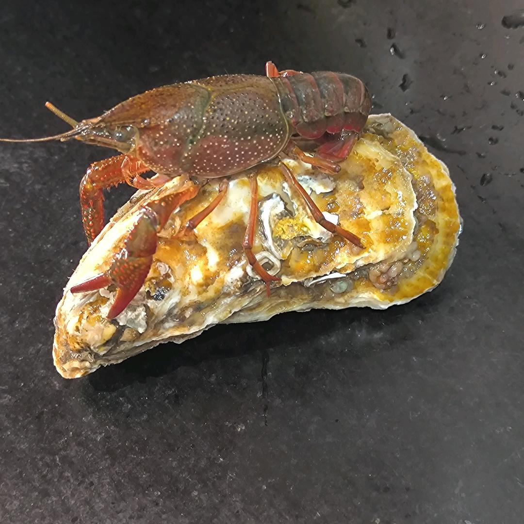 泸州市海吉星唐远生蚝批发