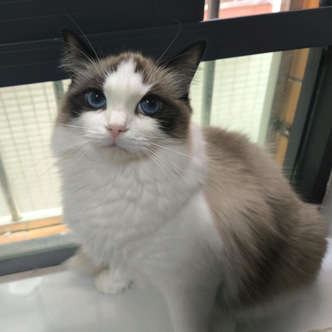 讨厌主人的猫