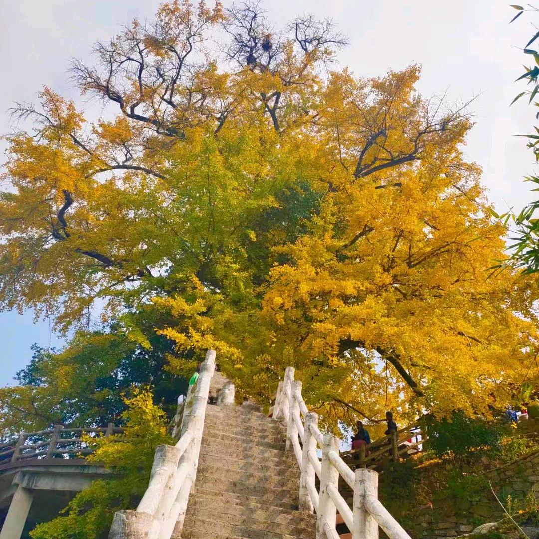 秋叶子