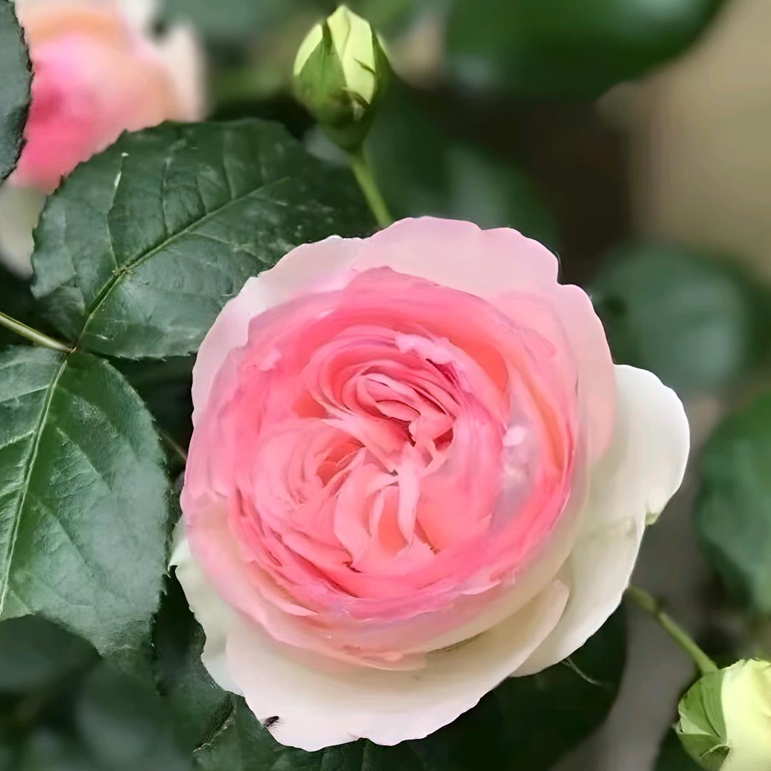 雯浅泽百货