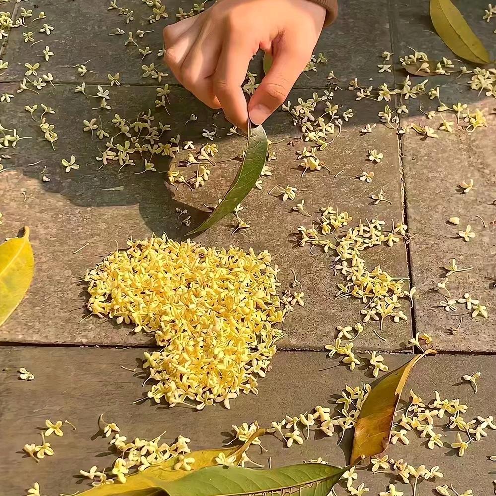 菊子皮