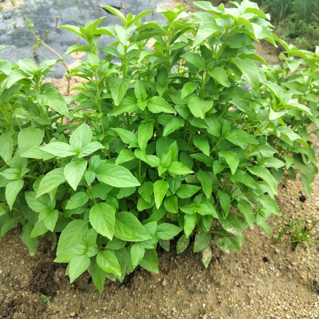我在潮汕