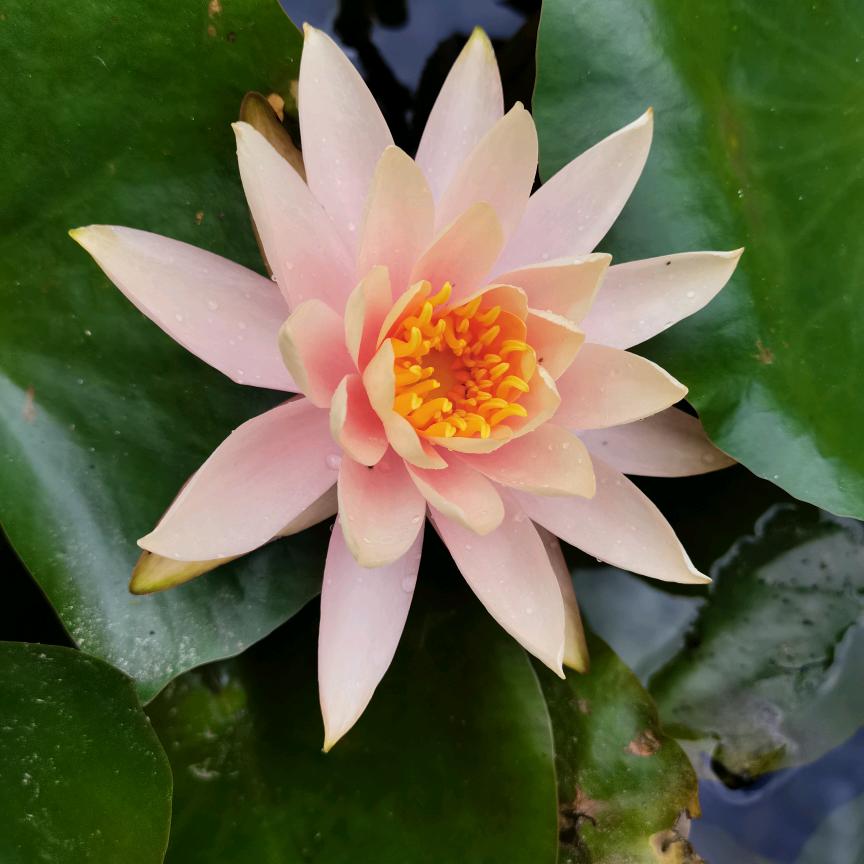 小可爱皮皮霞