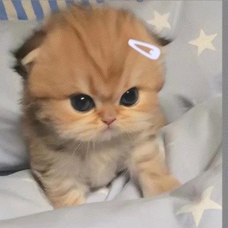 罗金宝
