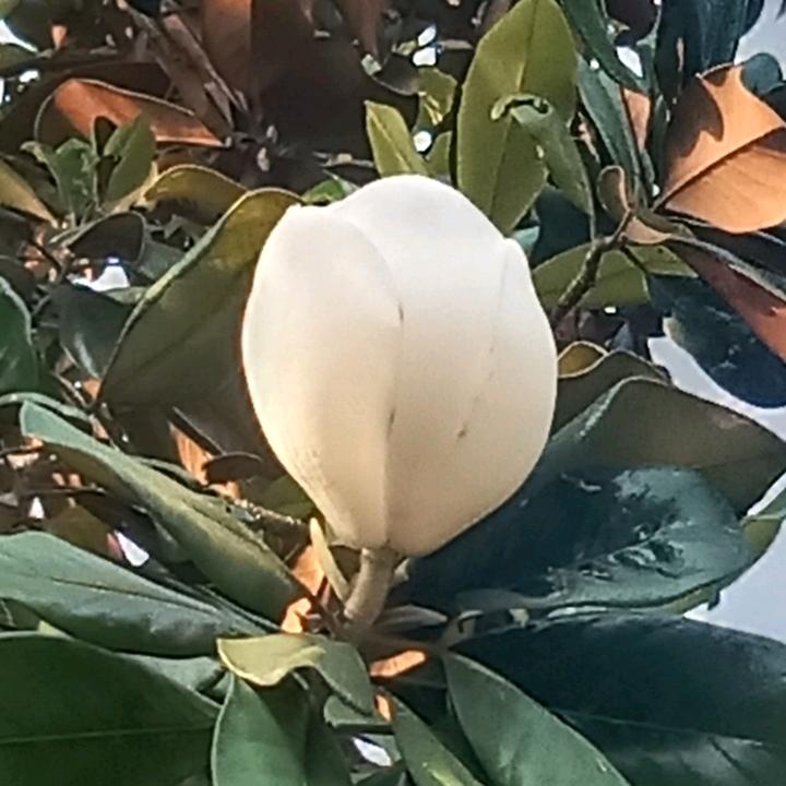 笑看风云