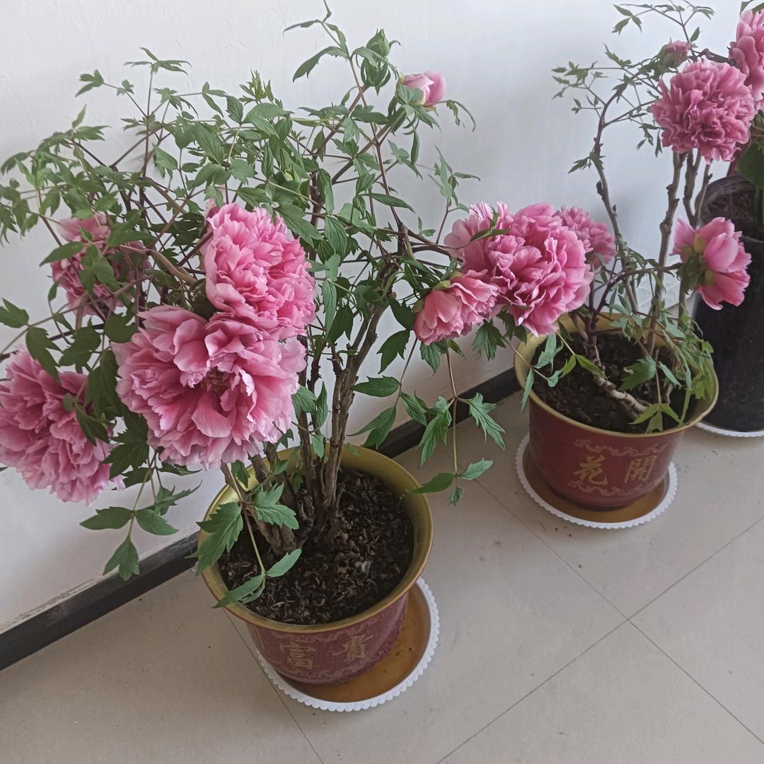 鲍爱华专业帮钢筋。💝💖💘