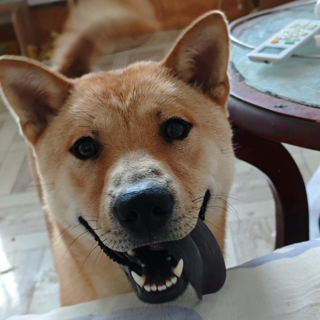 家有四狗