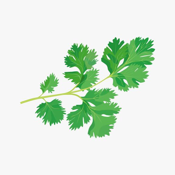 香菜不香Ha